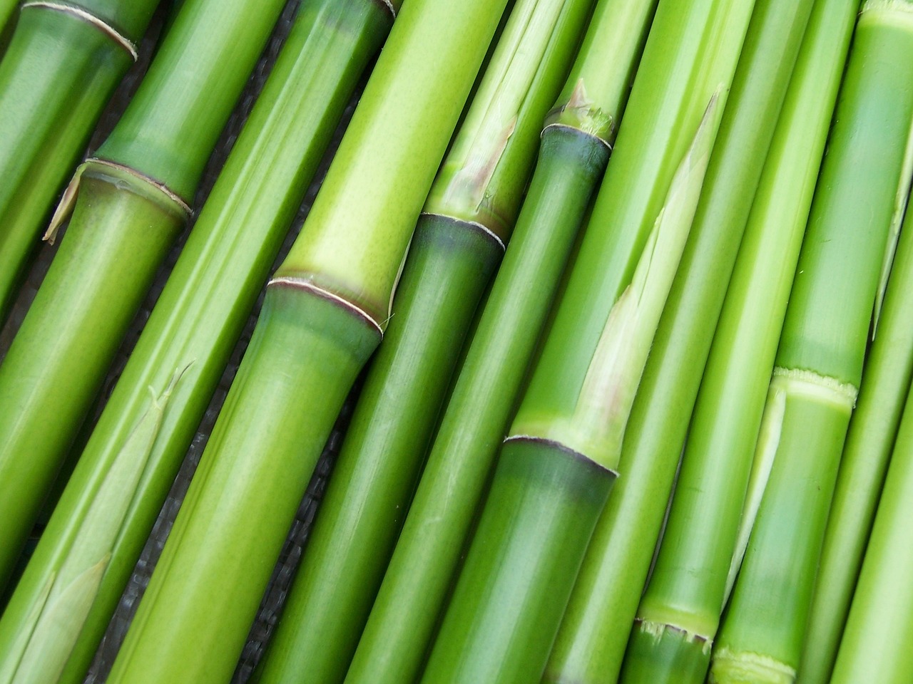 Planta Bambu